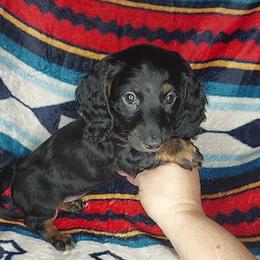 FAITH - BLACK and TAN - Black and tan female Dachshund puppy in Swink, Oklahoma from Palali Farm