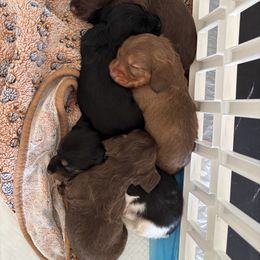 Dachshund Puppies from TS Dachshunds