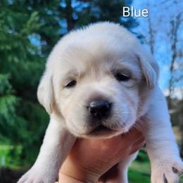 Blue collar boy - Yellow male Labrador Retriever puppy in Mossyrock, Washington from White River Labradors