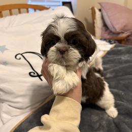 Snowflake - Liver and white female Shih Tzu puppy in Tennessee from Cutshall Babies