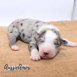 Bi Blue Merle 2 AKC - Blue merle male Miniature Australian Shepherd puppy in Pinehurst, Texas from Aussie Amor