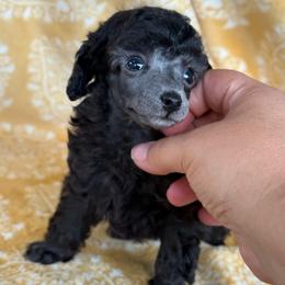 Boba - Silver male Poodle puppy in Marsing, Idaho from Araceli Toy Poodles