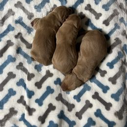 Girl 3 - Yellow female Labrador Retriever puppy in Jacksboro, Texas from J and D Retrievers