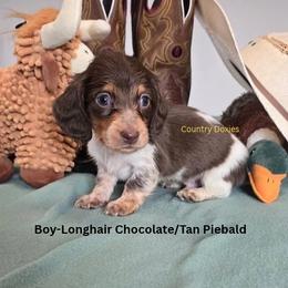 Chocolate pi - Chocolate male Dachshund puppy in Cedar City, Utah from Country Doxies