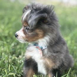 Toy Australian Shepherd Puppies from Carlsbad Toy Aussies