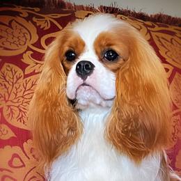 Glorian - Cavalier King Charles Spaniel