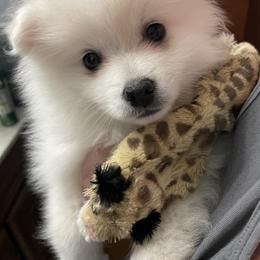 American Eskimo Dog Puppies from Firefly American Eskimo Dogs