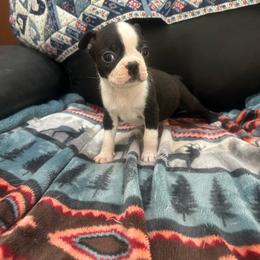 Huxley - Black brindle and white male Boston Terrier puppy in Whittemore, Michigan from Woof Pack