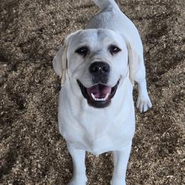 Trinity - Labrador Retriever