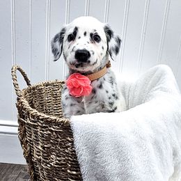 X-wing - White and black female Dalmatian puppy in Gray, Georgia from Fuller Spots