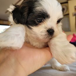 Shichon and Shih Tzu Puppies from Teddy Bear (Shichon) Puppies