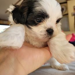 Shichon and Shih Tzu Puppies from Teddy Bear (Shichon) Puppies