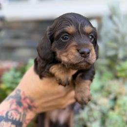 Prince Edward the chocolate - Chocolate male Dachshund puppy in El Cajon, California from Lisa Buxton