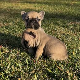 Grogu - Fawn and white male French Bulldog puppy in Roanoke Rapids, North Carolina from Ferrell’s Frenchies