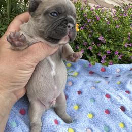 Boy 4 - Blue fawn male French Bulldog puppy in Jacksonville, Florida from Jacksonville Frenchies