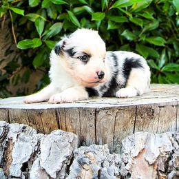 Buoy - Blue merle Miniature Australian Shepherd puppy in Shingletown, California from Whiskeytown Aussies
