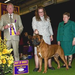 Bullmastiff Puppies from T-Boldt Bullmastiffs