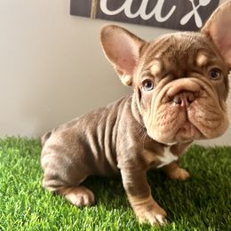 French Bulldog Puppies from Kallie’s Kennel