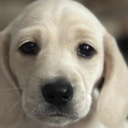 Dachshunds from Southern Sash Doxies