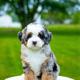 Magnolia - Blue merle female Bernedoodle puppy in Dalton, Ohio from Spring Mountain Doodles