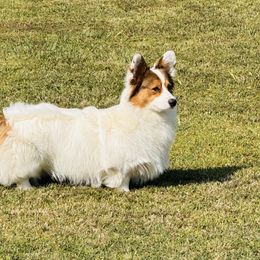 Pepper - Pembroke Welsh Corgi