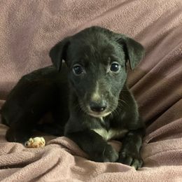 Star - Black Greyhound puppy in Oxford, Florida from Running to Stand Still (RTSS)
