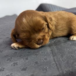 Cavalier King Charles Spaniel Puppies from Palladino’s Cavaliers of Upstate NY