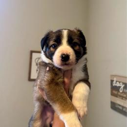 Penne - Saddleback sable female Border Collie puppy in Lodi, California from R3 Sport Dogs (R3 Goldens/ R3 Border Collies)
