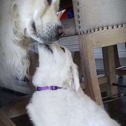 Golden Retriever Puppies from God Given Goldens