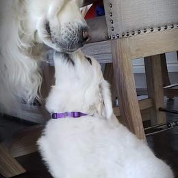 Golden Retriever Puppies from God Given Goldens