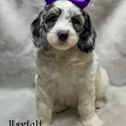 Ravioli - Merle female Goldendoodle puppy in Williamson, New York from Lakeside Doodles