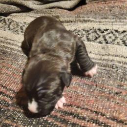 Luna - Seal brown female American Pit Bull Terrier puppy in Frederick, Maryland from •Wyngate Pits•