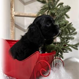 Yellow Collar - Black and white male Cocker Spaniel puppy in Texarkana, Texas from K&M Cocker Spaniels