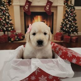 Pink - Cream female Dachshund puppy in Wahiawa, Hawaii from Versatile Ohana