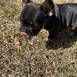 French Bulldog Puppies from Stratton Kennel