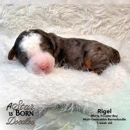 Rigel - Blue Collar - Blue merle male Bernedoodle puppy in Jackson, Michigan from A Star is Born Doodles