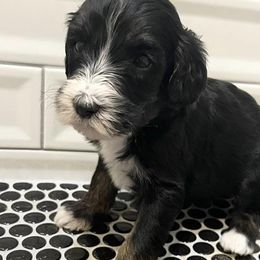 Coral - Sheepadoodle puppy in Cleburne, Texas from DoodlesOjoy