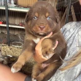 Cupid - Red tri-color male Australian Shepherd puppy in Frostproof, Florida from Central Florida Australian Shepherds