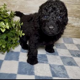 Knox - Black male Goldendoodle puppy in Litchfield, Connecticut from Gracie Doodles CT