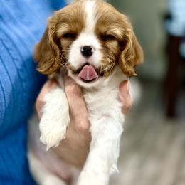 Cavalier King Charles Spaniel Puppies from Hill country cavaliers