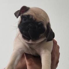 Pugs from Alisa's Pugs