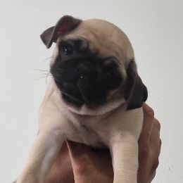 Pugs from Alisa's Pugs