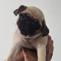 Pugs from Alisa's Pugs