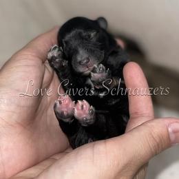 Miniature Schnauzer Puppies from Love Giver Schnauzers