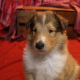 Collie Puppies from DuLac Collies
