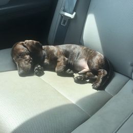 Dachshund All Grown Up from RVA Dachshunds