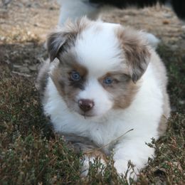 T23 - Red merle male Miniature Australian Shepherd puppy in Fairview, South Dakota from Dakota Toy Aussies