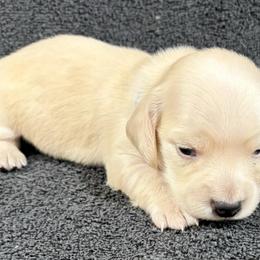 Barrett - Cream male Dachshund puppy in Little Rock, Arkansas from Divine Doxies