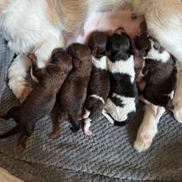 Shihpoo puppies from Pridespoodles
