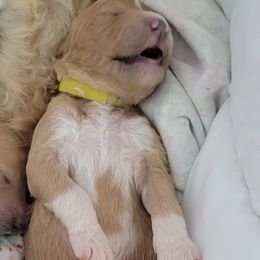 French Bulldog and Goldendoodle Puppies from Good Vibes Puppies